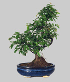 SAGERETIA Theezans 6 ans