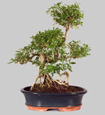 SERISSA Japonica 13 ans