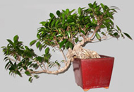 FICUS Résuta 21 ans
